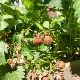 Jagode sa bobicama suve, šta da se radi